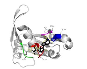 topology diagram of the G domain with β-strands in green, α-helices in red, and N and C termini as indicated