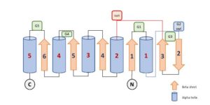 topology diagram of the G domain with β-strands in green, α-helices in red, and N and C termini as indicated