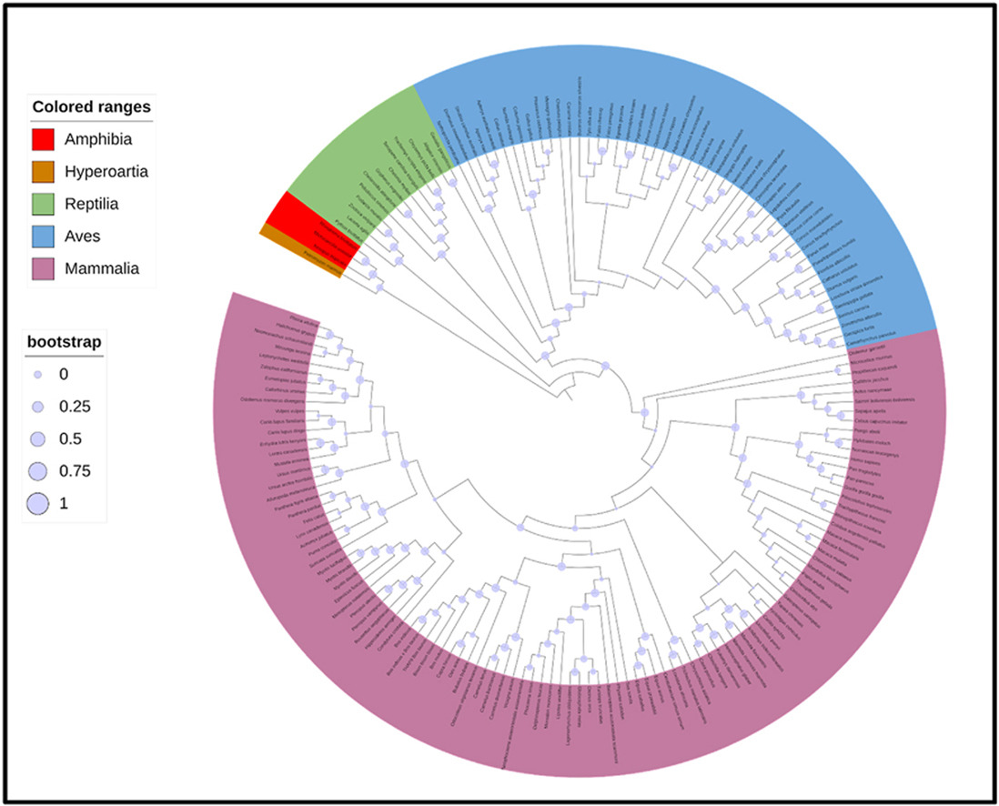Bioinformatic analysis of THAP9 transposase homolog: conserved regions, novel motifs