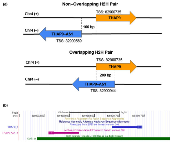 Pan-Cancer Analysis Reveals the Prognostic Potential of the THAP9/THAP9-AS1 Sense–Antisense Gene Pair in Human Cancers